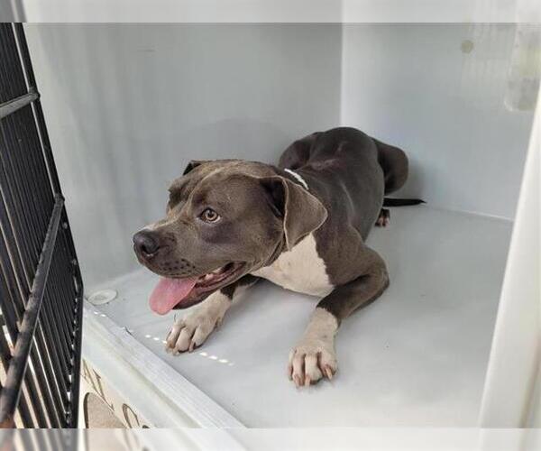 Medium Photo #1 American Pit Bull Terrier Puppy For Sale in Houston, TX, USA