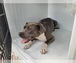 Small American Pit Bull Terrier