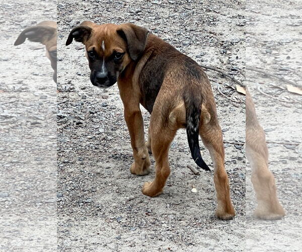 Medium Photo #5 Chihuahua-Unknown Mix Puppy For Sale in St. Louis Park, MN, USA