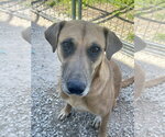 Small #2 Black Mouth Cur-Labrador Retriever Mix