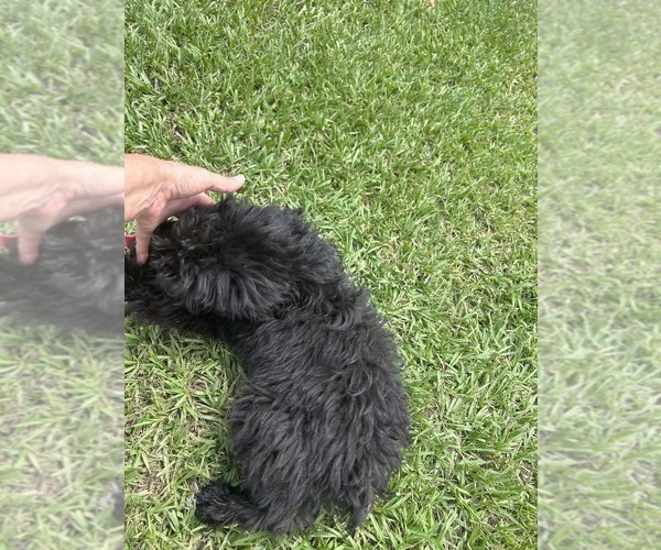 Medium Photo #55 F2 Aussiedoodle Puppy For Sale in BUSH, LA, USA