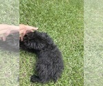Small #2 F2 Aussiedoodle