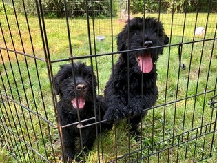 Black Russian Terrier Puppy for sale in CANTON, MA, USA