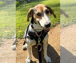Small #11 Treeing Walker Coonhound Mix