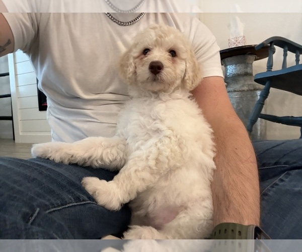 Medium Photo #13 Double Doodle Puppy For Sale in BULVERDE, TX, USA