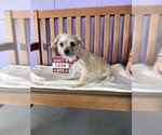 Small #2 Mutt