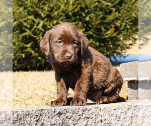 Labrador Retriever Puppy for sale in NARVON, PA, USA