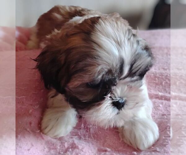 Medium Photo #1 Shih-Poo Puppy For Sale in REEDSBURG, WI, USA