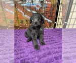 Small Photo #14 Labradoodle Puppy For Sale in CRAIG, NE, USA
