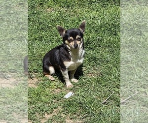 Father of the Chihuahua puppies born on 06/05/2025