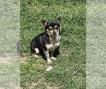 Small Photo #1 Chihuahua Puppy For Sale in SPOTSYLVANIA, VA, USA