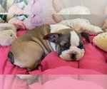 Small #10 French Bulldog