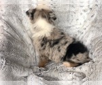 Small Photo #3 Miniature Australian Shepherd Puppy For Sale in OXFORD, CT, USA