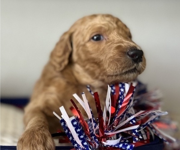 Medium Photo #11 Goldendoodle Puppy For Sale in CAPE CORAL, FL, USA