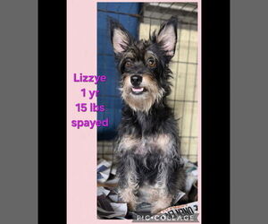 Chihuahua-Unknown Mix Dogs for adoption in Virginia Beach, VA, USA