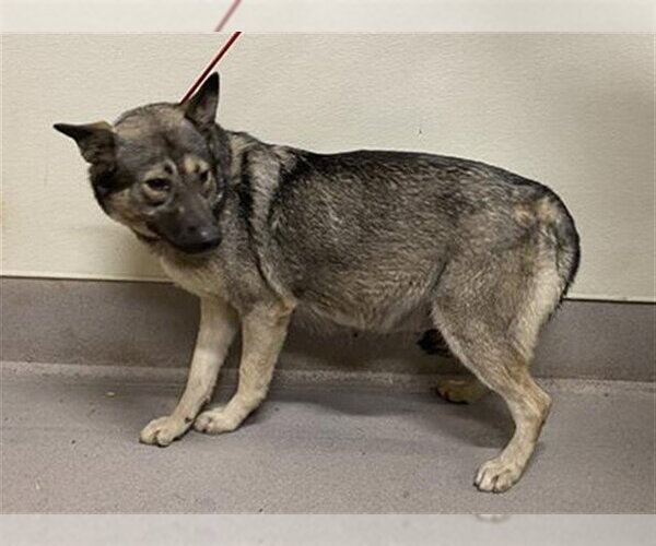 Medium Photo #1 Gerberian Shepsky Puppy For Sale in Modesto, CA, USA