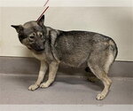 Small Gerberian Shepsky