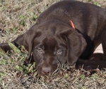 Puppy 7 Labrador Retriever