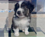 Puppy Phippen Australian Shepherd