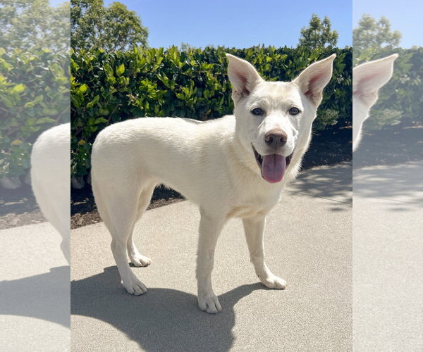Medium Photo #1 Gerberian Shepsky Puppy For Sale in Corona, CA, USA