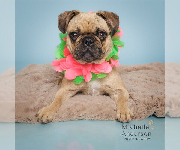 Medium Photo #1 Pug Puppy For Sale in Corona, CA, USA