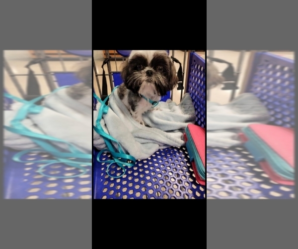 Medium Photo #1 Shih Tzu Puppy For Sale in SPRINGTOWN, TX, USA
