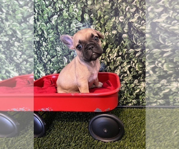 Medium Photo #7 French Bulldog Puppy For Sale in PALM SPRINGS, CA, USA