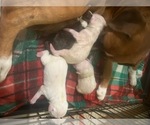 Small Photo #35 Boxer Puppy For Sale in PONTOTOC, MS, USA
