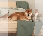 Small Photo #1 Shiba Inu Puppy For Sale in COHUTTA, GA, USA