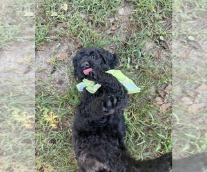Goldendoodle Puppy for sale in HUNTINGDON, TN, USA