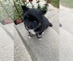 Small Photo #5 Pomsky Puppy For Sale in WHEELERSBURG, OH, USA