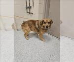 Small Chow Chow Mix