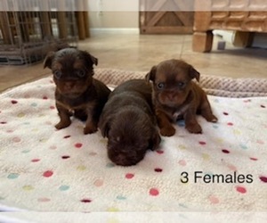 Shorkie Tzu-Yorkshire Terrier Mix Puppy for sale in SCOTTSDALE, AZ, USA