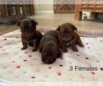 Small Shorkie Tzu-Yorkshire Terrier Mix