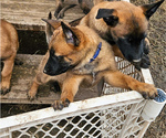 Small Photo #3 Belgian Malinois Puppy For Sale in HOYT, KS, USA