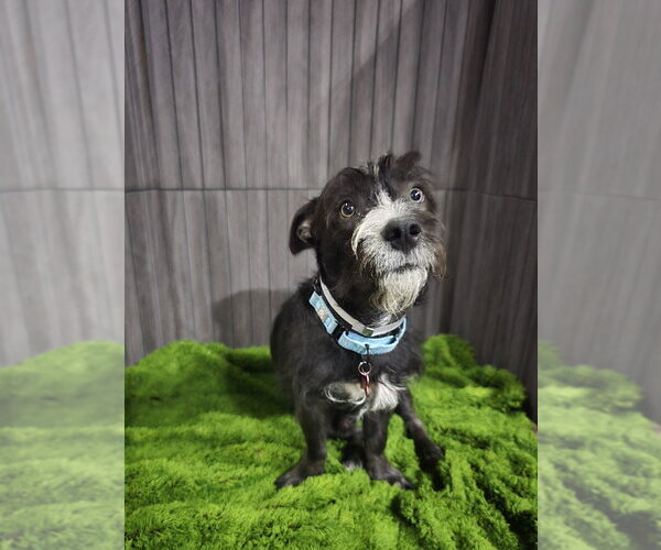 Medium Photo #3 Mutt Puppy For Sale in Lakewood, CO, USA