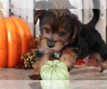 Small Photo #3 Yo-Chon Puppy For Sale in MOUNT VERNON, OH, USA