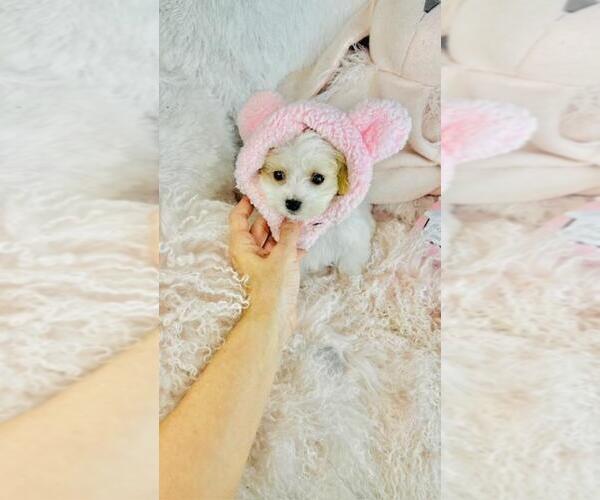 Medium Photo #5 Cav-A-Malt Puppy For Sale in WEST PALM BEACH, FL, USA