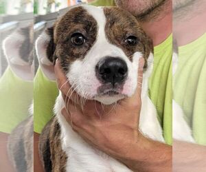 Labrador Retriever-Unknown Mix Dogs for adoption in Rockaway, NJ, USA