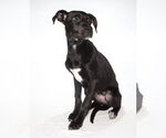 Small #4 Labrador Retriever