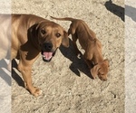 Small Photo #131 Rhodesian Ridgeback Puppy For Sale in MORONGO VALLEY, CA, USA