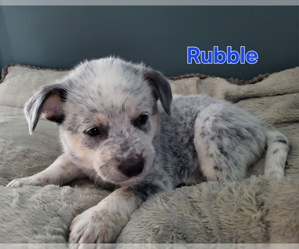 Medium Photo #4 Australian Cattle Dog Puppy For Sale in CHARLOTTE, MI, USA