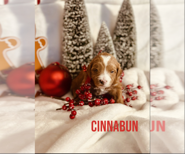 Medium Photo #2 Goldendoodle (Miniature) Puppy For Sale in ALLENTOWN, PA, USA