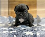 Small Photo #6 French Bulldog Puppy For Sale in ALEXANDRIA, VA, USA