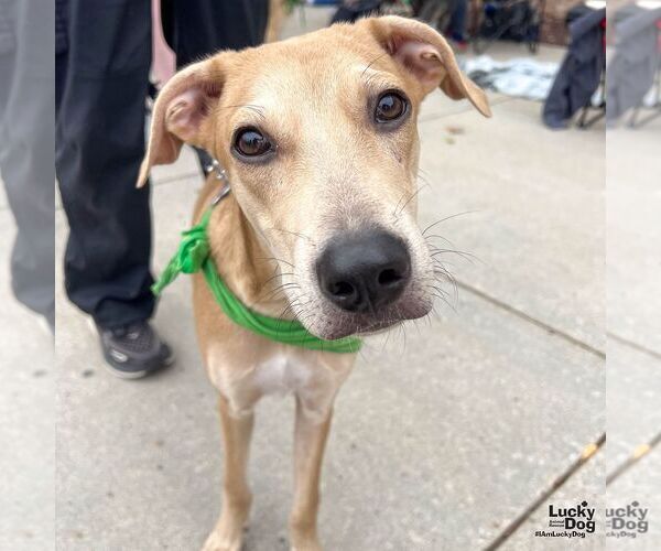 Medium Photo #5 Labrador Retriever-Unknown Mix Puppy For Sale in Washington, DC, USA