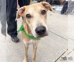 Small #4 Labrador Retriever Mix