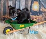 Puppy Max Chihuahua