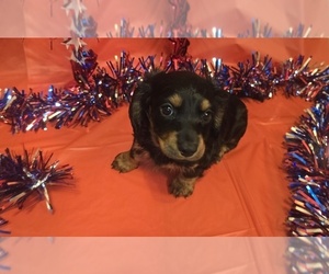 Medium Dachshund