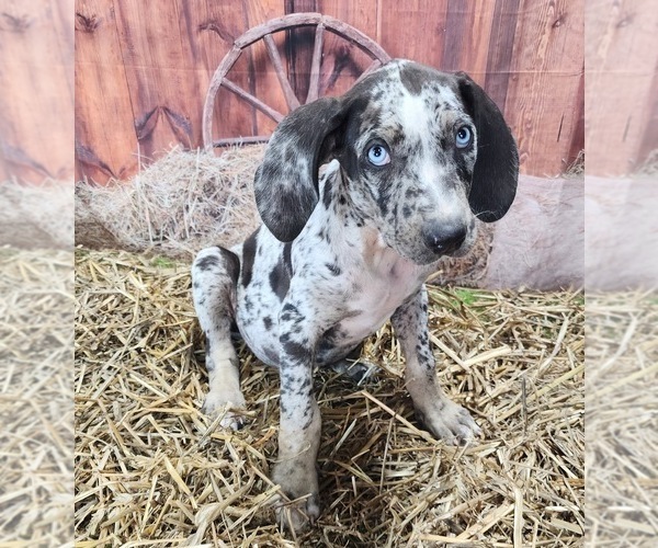Medium Photo #7 Catahoula Leopard Dog Puppy For Sale in CUMBY, TX, USA