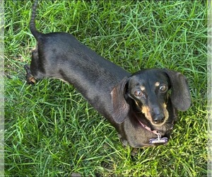 Dachshund Dogs for adoption in Sioux Falls, SD, USA